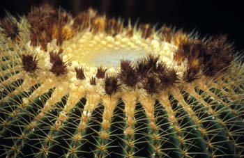 Lanzarote Kaktus2